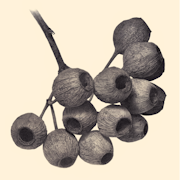 Fruits d'Eucalyptus